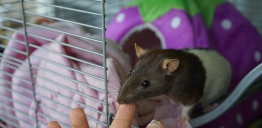 Ratto da compagnia e neoplasie mammarie, come comportarsi? ratto e neoplasie