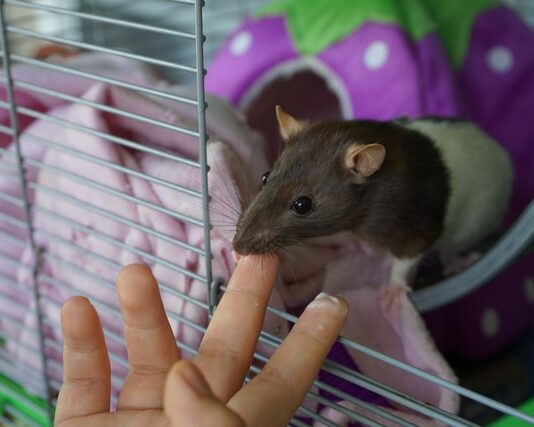 Ratto da compagnia e neoplasie mammarie, come comportarsi? ratto e neoplasie