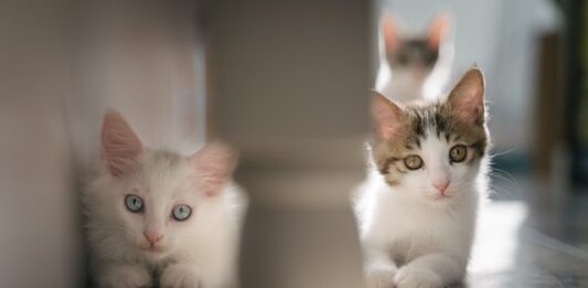 toxoplasmosi nel gatto