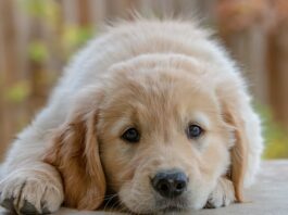 allergia alimentare cane