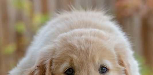 allergia alimentare cane
