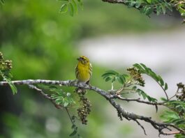 canarino del Mozambico