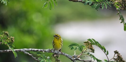 canarino del Mozambico