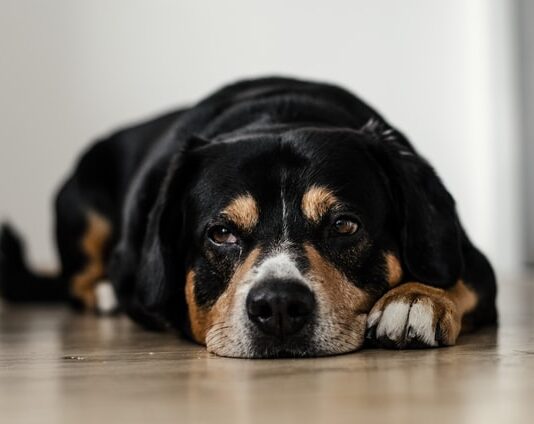 cane anziano