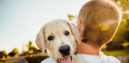 cane equilibrio emotivo