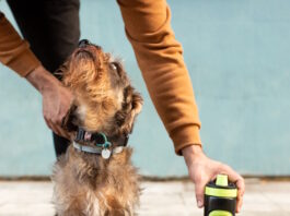Il cane comprende i gesti delle persone? Si, quasi come i bambini cane gesti persone