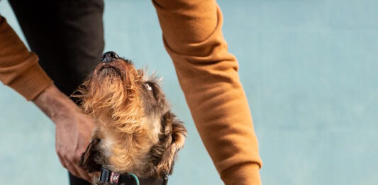 cane gesti persone
