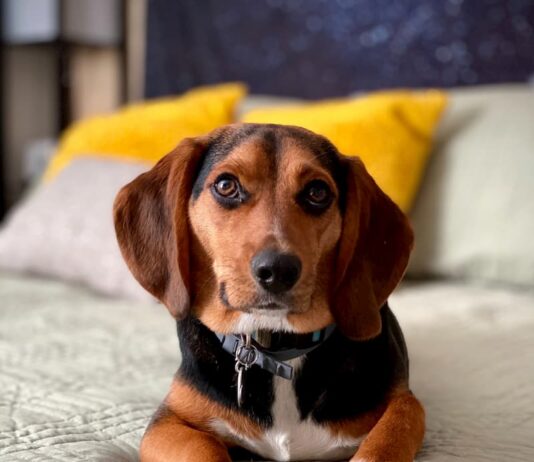 cane monta gli oggetti