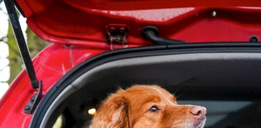 Cinetosi o mal d’auto, come posso aiutare il mio cane? cinetosi-cane