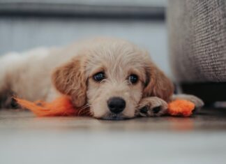 come insegnare al cucciolo a stare in casa da solo cane lockdown