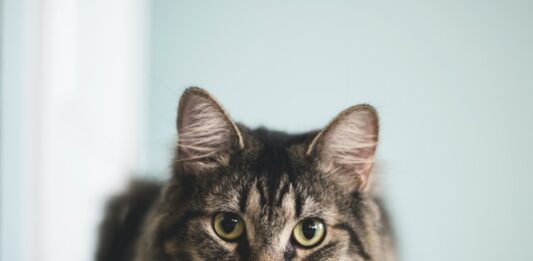 Metodi contraccettivi per la gatta, quali sono? contraccettivi per la gatta