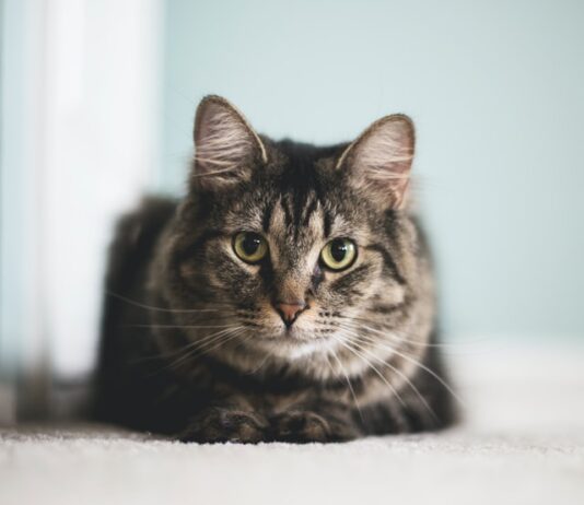 contraccettivi per la gatta