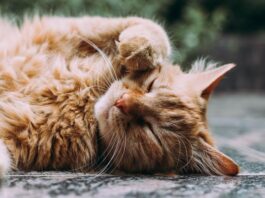 corteggiamento tra gatti
