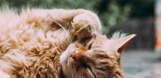 corteggiamento tra gatti