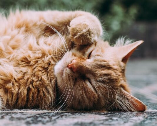 corteggiamento tra gatti