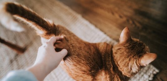 crocchetta preferita dai gatti