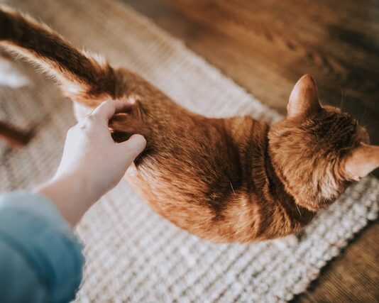 crocchetta preferita dai gatti