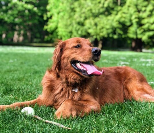 danni causati dal cane