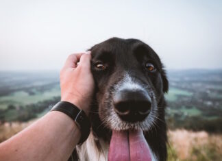 essere positivi con il cane