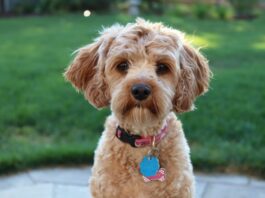 flora intestinale del cane