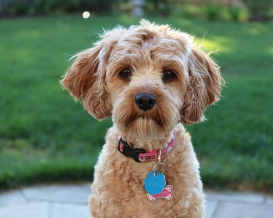 Probiotici? Un valido aiuto per la flora intestinale del cane flora intestinale del cane