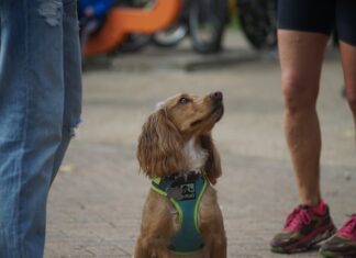 i-cani-riconoscono-le-persone-negative