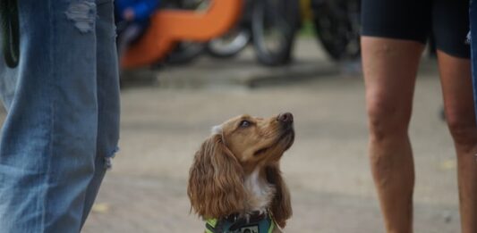 i-cani-riconoscono-le-persone-negative