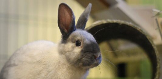 Il coniglio è maschio o femmina? Ecco come capirlo il coniglio è maschio o femmina