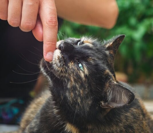 Morso del gatto? Più pericoloso di quello del cane morso del gatto