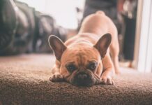 oli essenziali per cane