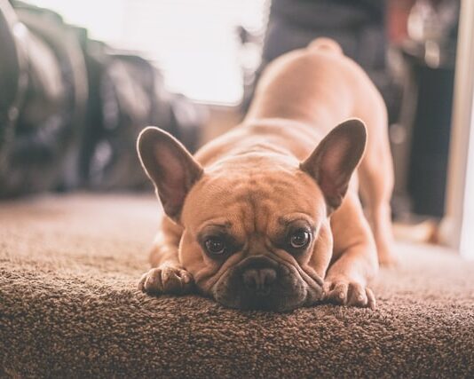Oli essenziali per cane e gatto? Si, ma da utilizzare con criterio! oli essenziali per cane