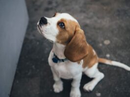 quanti anni ha il cane