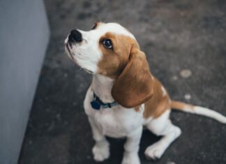 quanti anni ha il cane