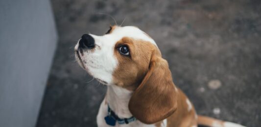 quanti anni ha il cane