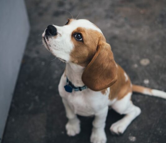 quanti anni ha il cane