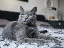 secondo gatto in casa