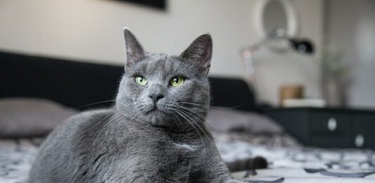 secondo gatto in casa