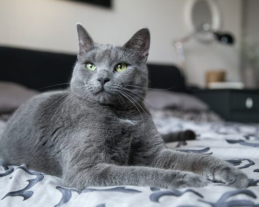 Introdurre un secondo gatto in casa? Ecco come fare secondo gatto in casa