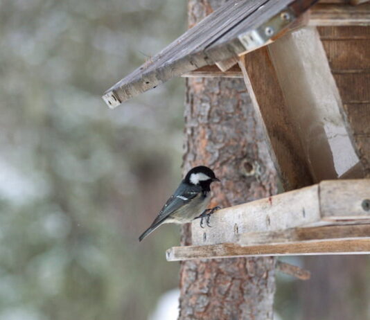 Mangiatoia per uccelli “fai da te”: come costruirla a casa? Mangiatoia-per-uccelli-con-cincia-mora-Ph-Emanuela-Redaelli