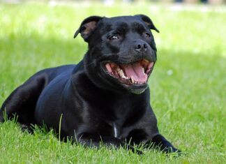 Staffordshire Bull Terrier