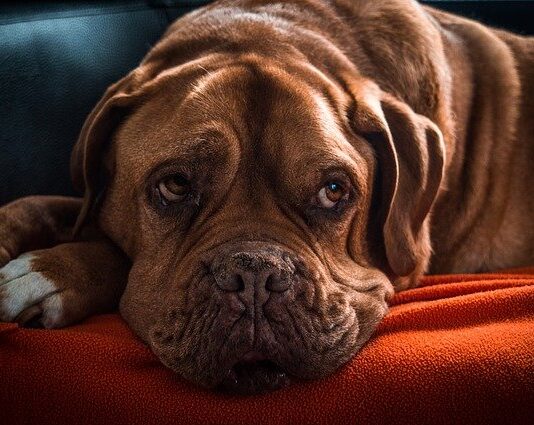 alimentazione cane anziano