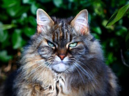 alimentazione-gatto-anziano