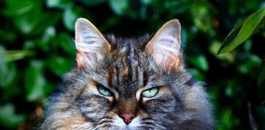 alimentazione-gatto-anziano