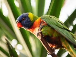 allevare un pappagallo da piccolo