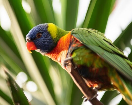 allevare un pappagallo da piccolo