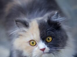 ansia-nel-gatto
