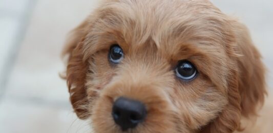 Perché non bisogna raccontare bugie al proprio cane? bugie cane