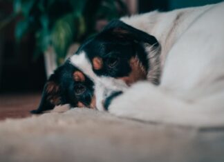 cambiamento climatico animali