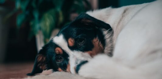cambiamento climatico animali