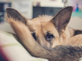 coda del cane